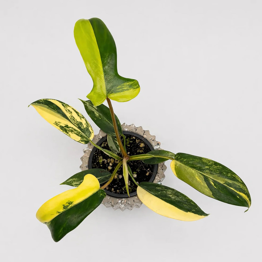 Philodendron Florida Beauty
