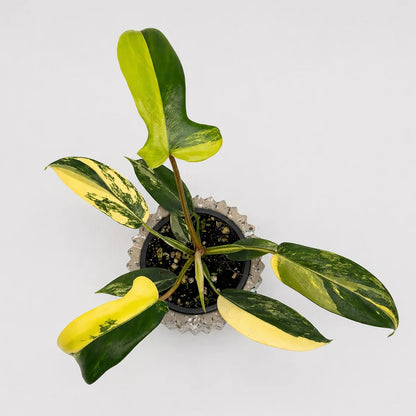 Philodendron Florida Beauty