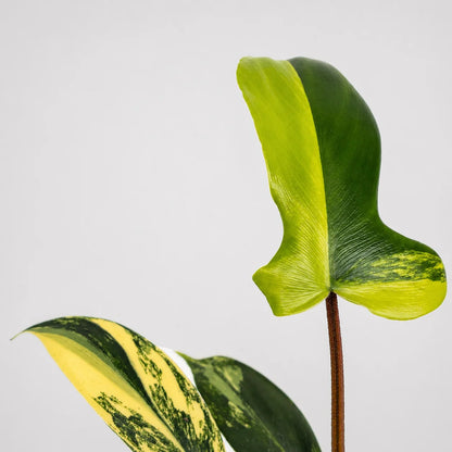 Philodendron Florida Beauty