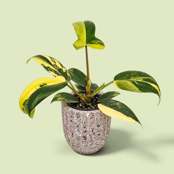 Philodendron Florida Beauty im gesprenkelten Übertopf vor hellgrünem Hintergrund: gelappte und längliche Blätter mit gelben Flächen und grüner Marmorierung an rötlichen Stielen