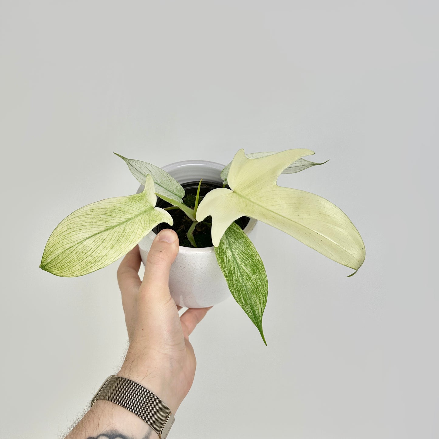 Philodendron Florida Ghost