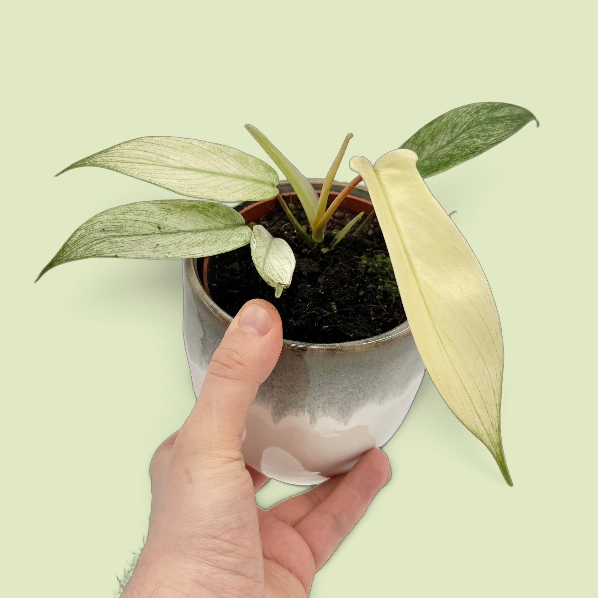Philodendron Florida Ghost vor hellgrünem Hintergrund: schmale Jungblätter in Cremeweiß und Hellgelb mit grünen Sprenkeln, dazu ein grün marmoriertes Blatt, im Keramiktopf in einer Hand
