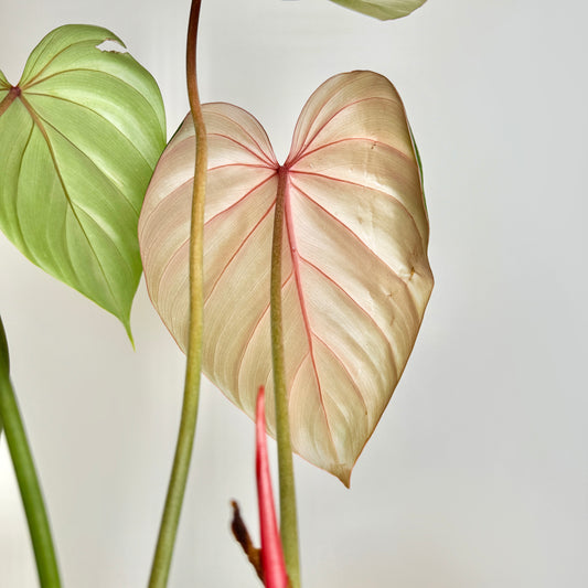 Philodendron Pink Glory