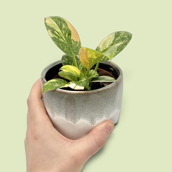 Philodendron Green Congo variegata in einem grau glasierten Keramiktopf, von einer Hand gehalten: aufrechte Blätter, grün mit gelben und cremefarbenen Flecken und Sprenkeln