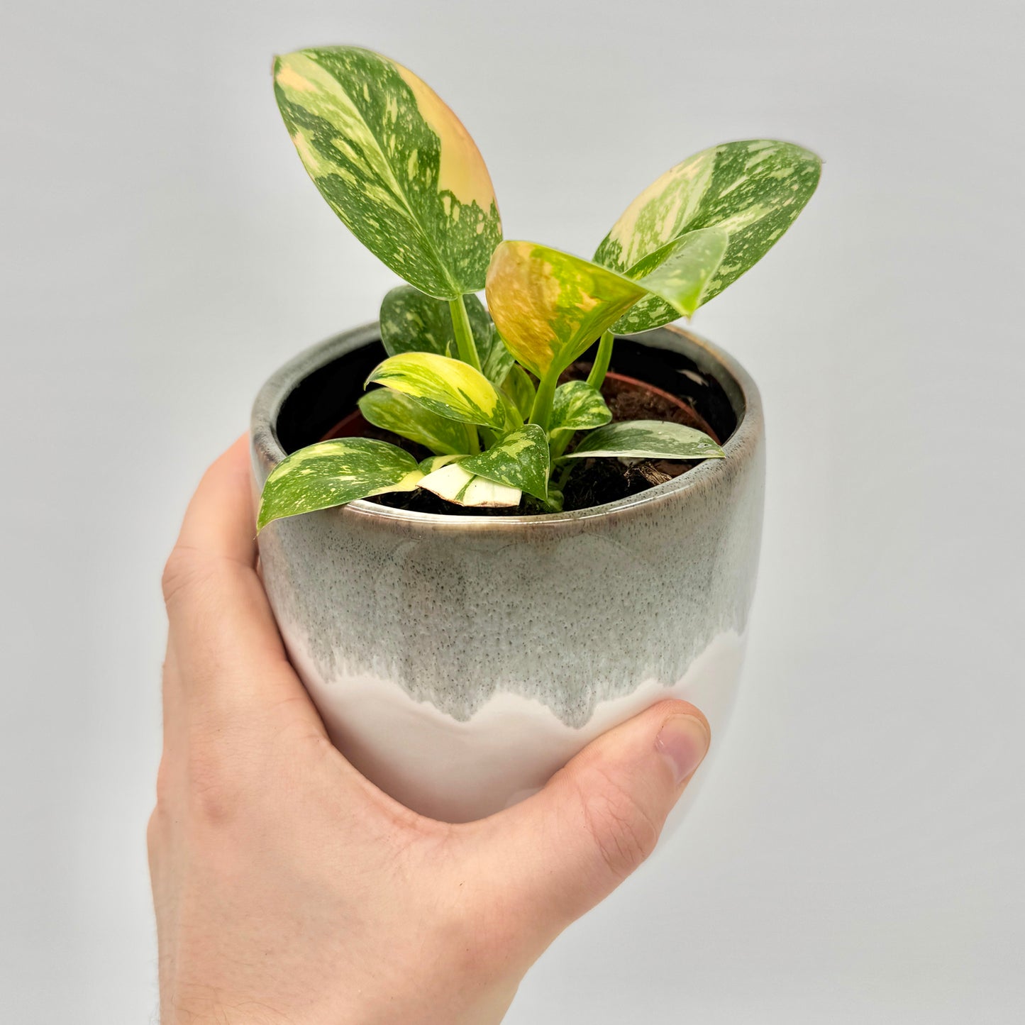 Philodendron Green Congo variegata mit sattgrünen und gelb gesprenkelten Blättern in einem grauweiß glasierten Topf, in der Hand gehalten vor hellem Hintergrund – zeigt die kompakte, glänzende Wuchsform der seltenen Varietät.
