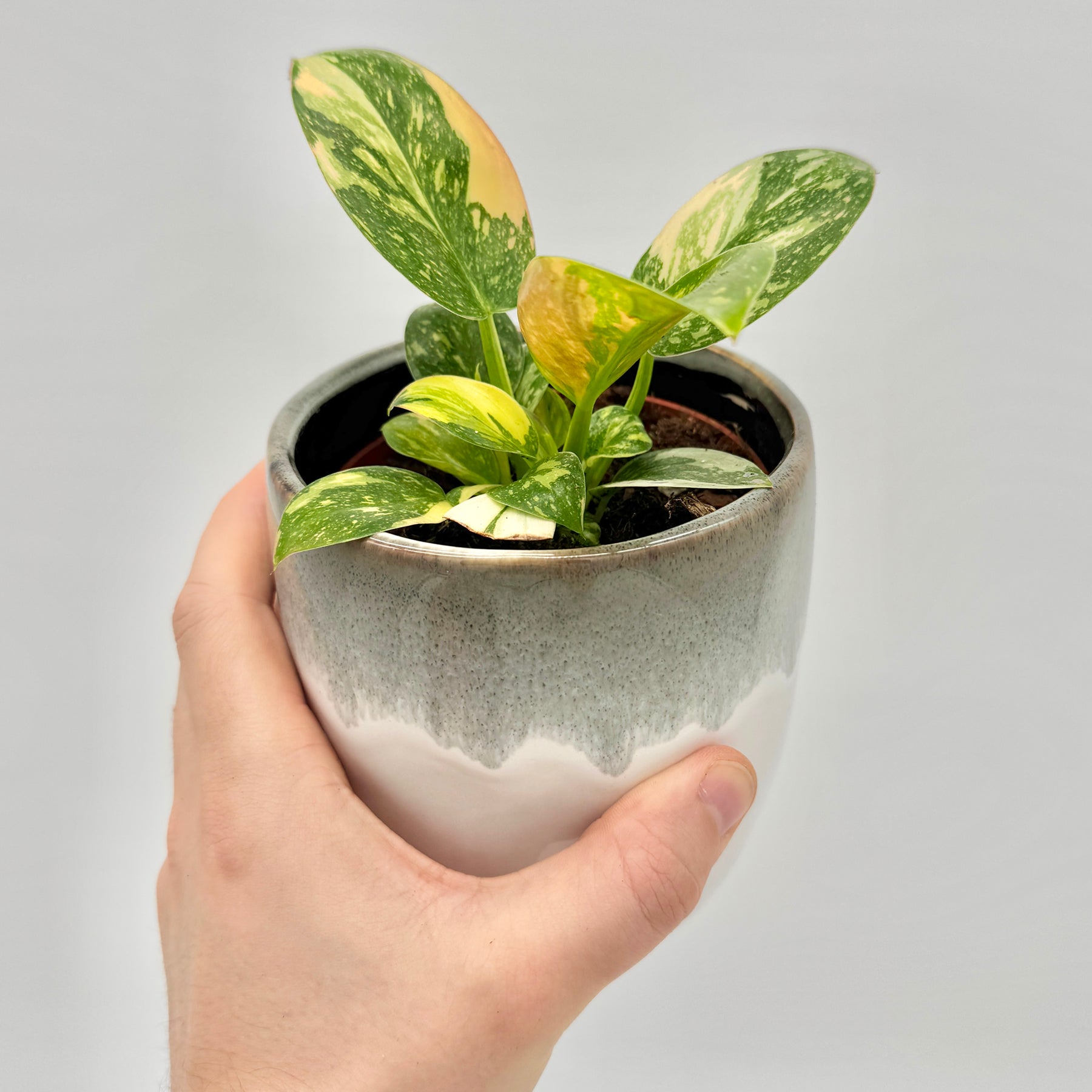 Philodendron Green Congo variegata mit sattgrünen und gelb gesprenkelten Blättern in einem grauweiß glasierten Topf, in der Hand gehalten vor hellem Hintergrund – zeigt die kompakte, glänzende Wuchsform der seltenen Varietät.