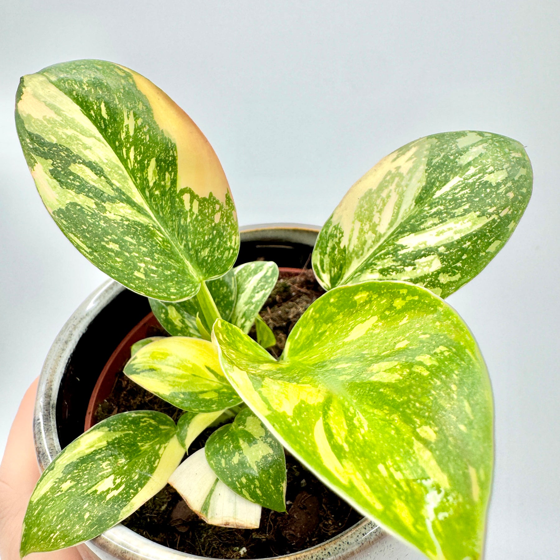 Detailaufnahme eines Philodendron Green Congo variegata mit großflächig panaschierten Blättern in Gelb- und Grüntönen, klar erkennbar vor neutralem Hintergrund – ideal zur Präsentation der markanten Blattmusterung.