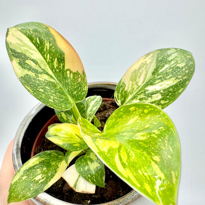 Detailaufnahme eines Philodendron Green Congo variegata mit großflächig panaschierten Blättern in Gelb- und Grüntönen, klar erkennbar vor neutralem Hintergrund – ideal zur Präsentation der markanten Blattmusterung.