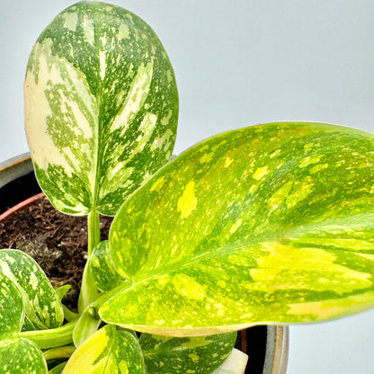 Nahaufnahme der Blätter eines Philodendron Green Congo variegata mit leuchtenden Gelbverläufen und marmorierten Grüntönen, im Pflanztopf vor hellem Hintergrund fotografiert – betont Struktur und Farbspiel der Panaschierung.