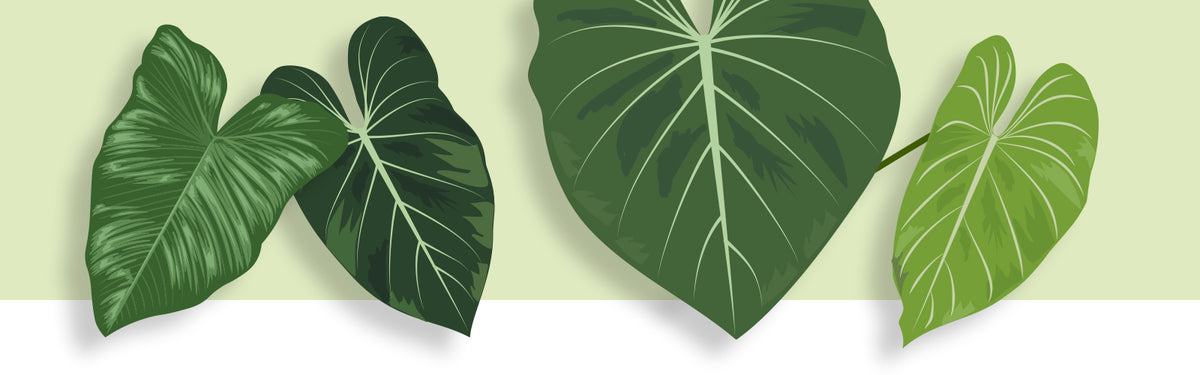 Illustration: vier Philodendron-Blätter in unterschiedlichen Grüntönen mit hellen Blattadern vor hellgrünem Hintergrund
