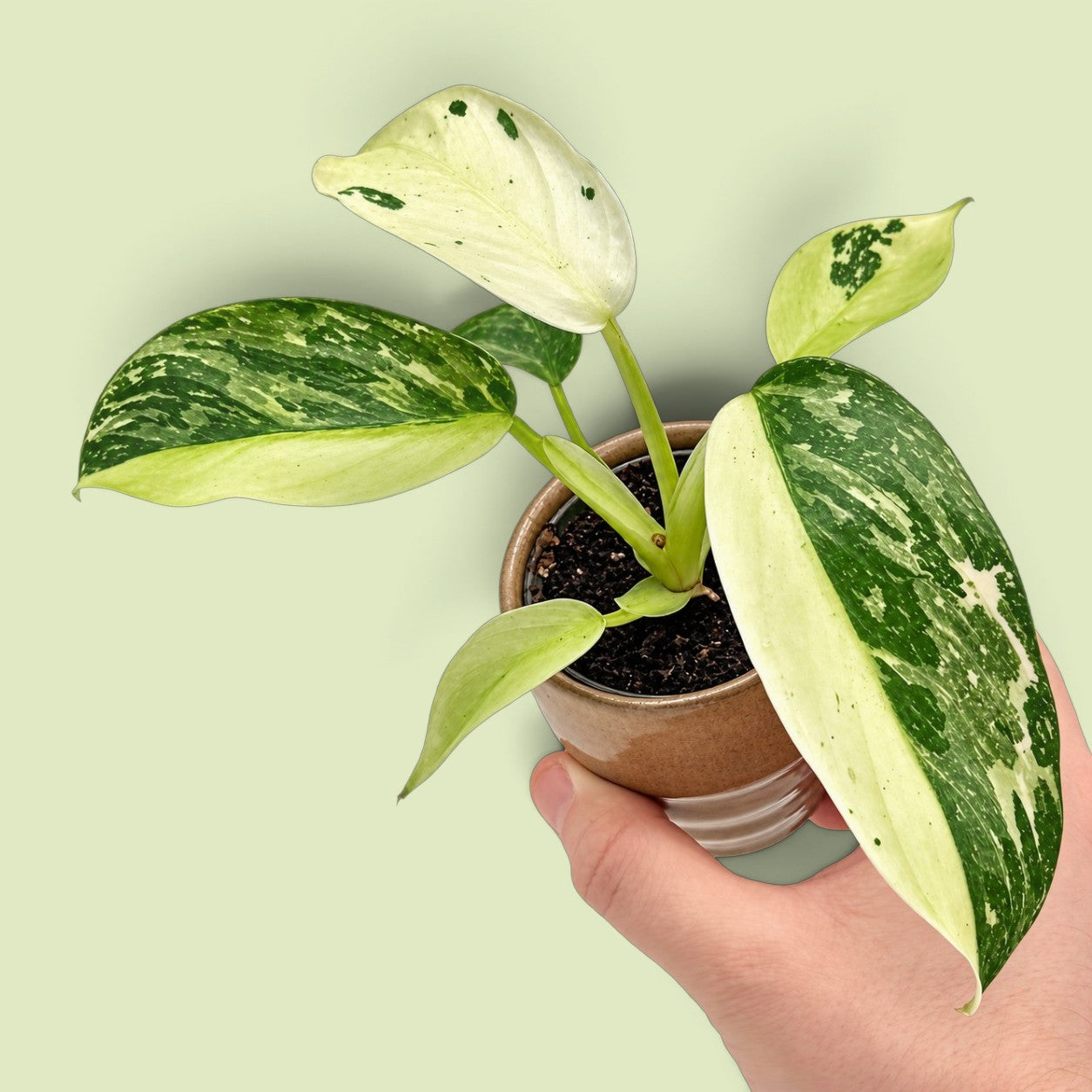 Philodendron Jose Buono im braunen Keramiktopf, von einer Hand gehalten, vor hellgrünem Hintergrund: Blätter grün, hellgrün und creme marmoriert, ein Blatt fast ganz cremeweiß