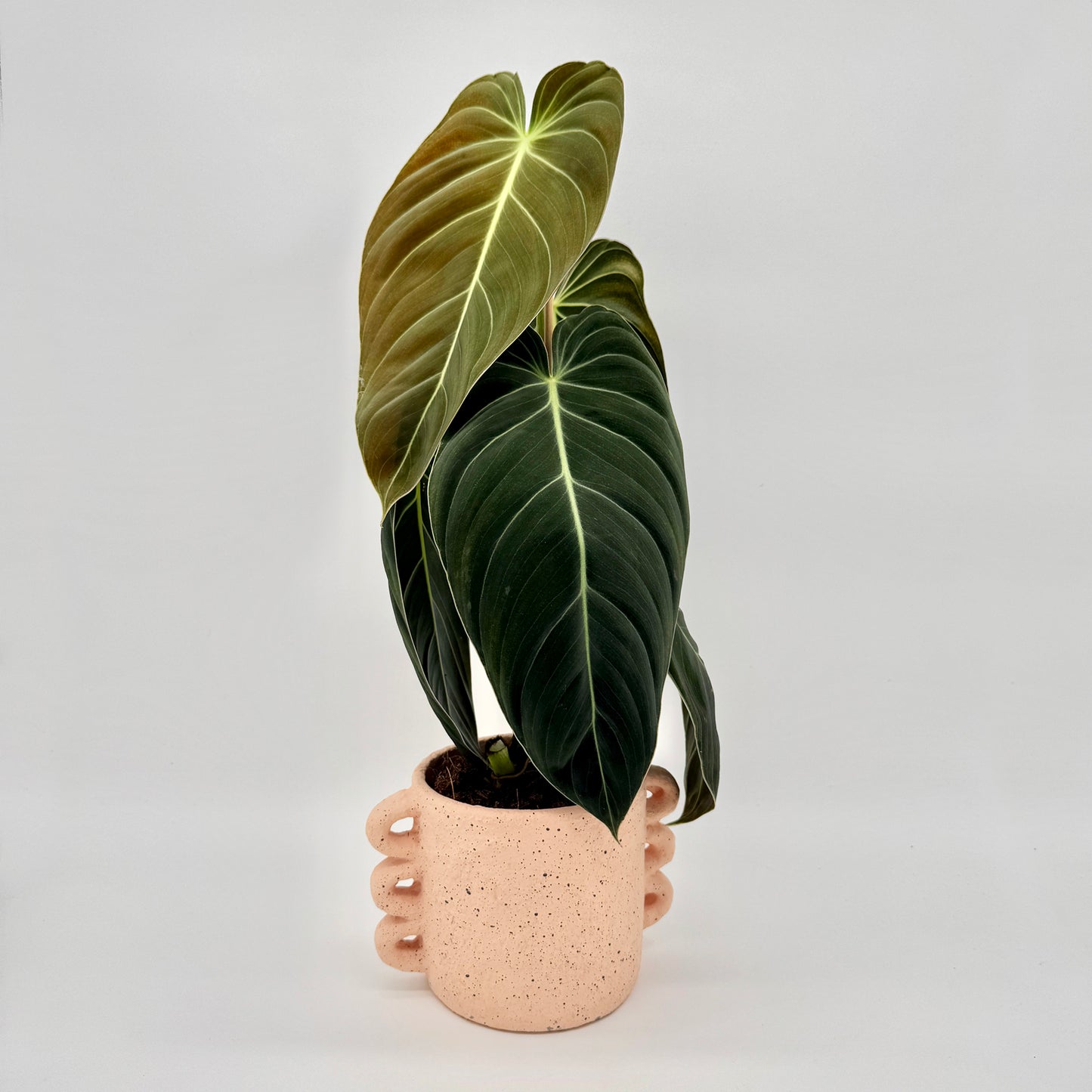 Philodendron melanochrysum mit großen, samtig dunkelgrünen, herzförmigen Blättern und goldbrauner neuer Austrieb, fotografiert vor hellem Hintergrund – die auffällige Blattstruktur und feinen hellen Blattadern betonen den luxuriösen Charakter dieser seltenen Zimmerpflanze.