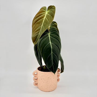 Philodendron melanochrysum mit großen, samtig dunkelgrünen, herzförmigen Blättern und goldbrauner neuer Austrieb, fotografiert vor hellem Hintergrund – die auffällige Blattstruktur und feinen hellen Blattadern betonen den luxuriösen Charakter dieser seltenen Zimmerpflanze.