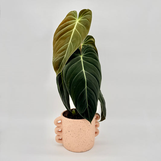 Philodendron melanochrysum mit großen, samtig dunkelgrünen, herzförmigen Blättern und goldbrauner neuer Austrieb, fotografiert vor hellem Hintergrund – die auffällige Blattstruktur und feinen hellen Blattadern betonen den luxuriösen Charakter dieser seltenen Zimmerpflanze.