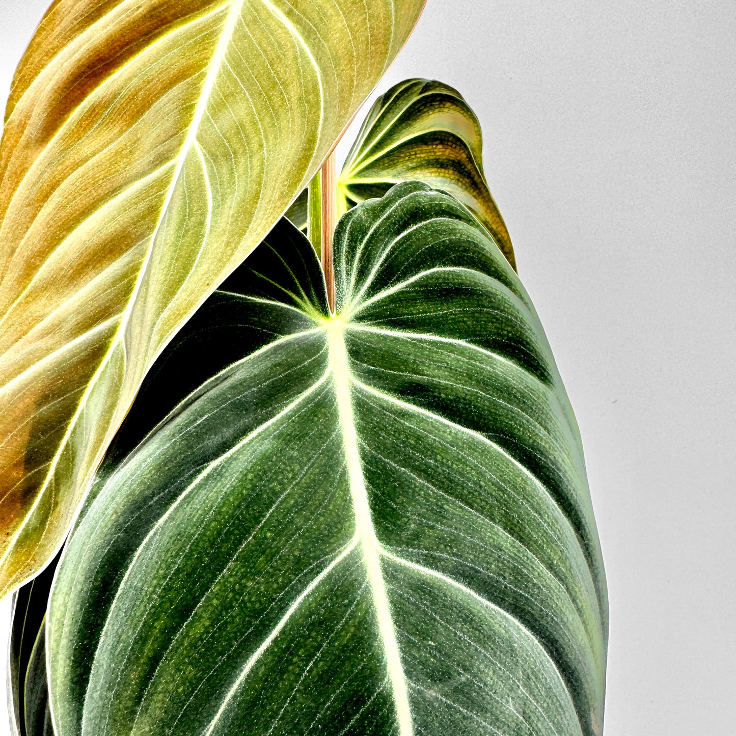 Detailaufnahme der samtigen Blätter des Philodendron melanochrysum mit kontrastreichen, hellgrünen Blattadern und bronzefarbenem Neuaustrieb vor neutralem Hintergrund – das Foto zeigt eindrucksvoll die edle Textur und Farbnuancen der tropischen Rarität.