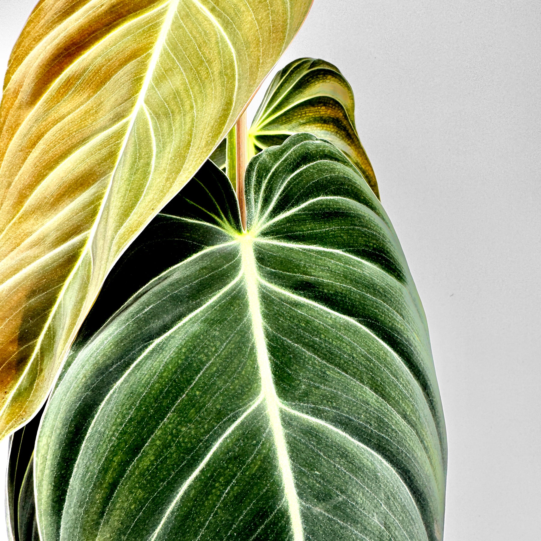 Detailaufnahme der samtigen Blätter des Philodendron melanochrysum mit kontrastreichen, hellgrünen Blattadern und bronzefarbenem Neuaustrieb vor neutralem Hintergrund – das Foto zeigt eindrucksvoll die edle Textur und Farbnuancen der tropischen Rarität.