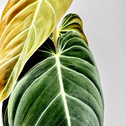 Detailaufnahme der samtigen Blätter des Philodendron melanochrysum mit kontrastreichen, hellgrünen Blattadern und bronzefarbenem Neuaustrieb vor neutralem Hintergrund – das Foto zeigt eindrucksvoll die edle Textur und Farbnuancen der tropischen Rarität.