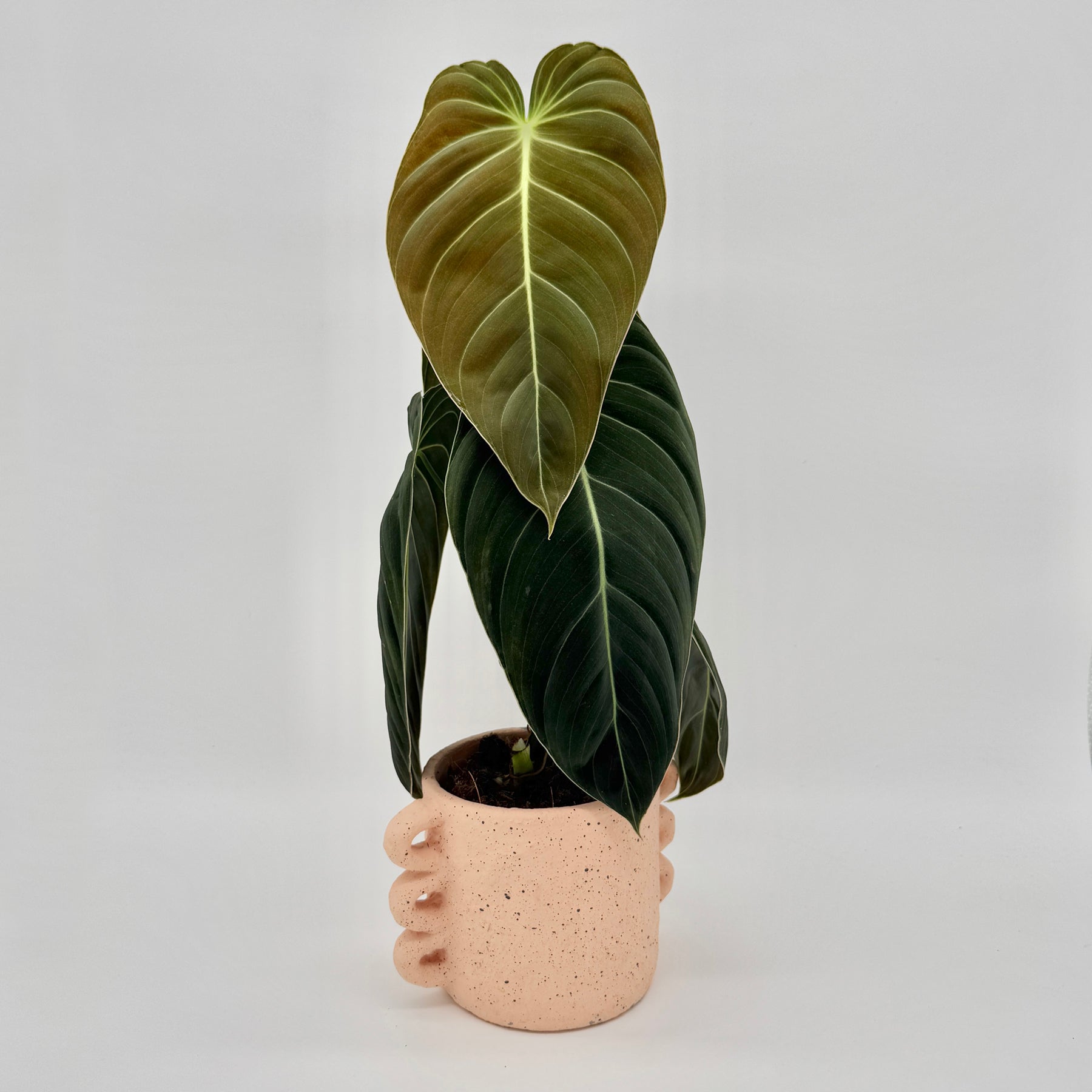 philodendron kaufen Philodendron melanochrysum – samtige Rarität kaufen