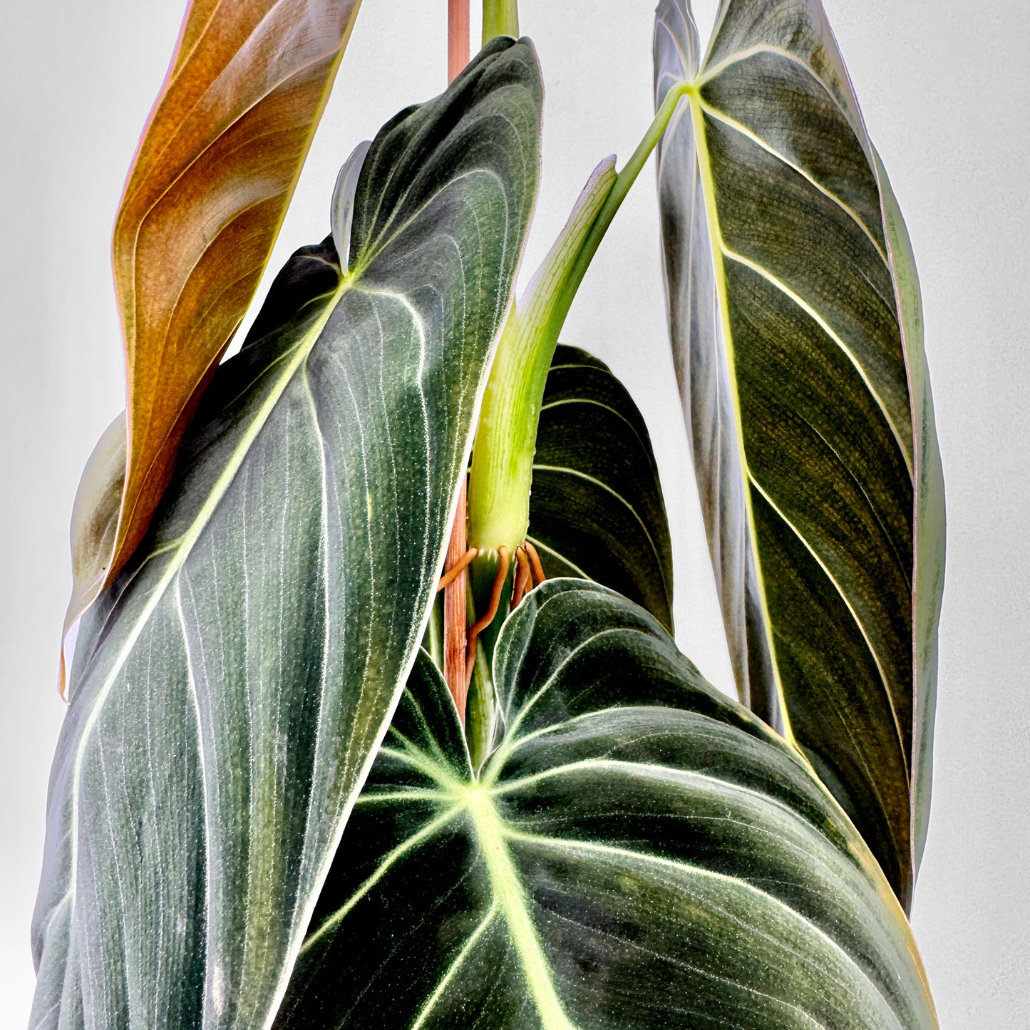 Nahaufnahme des Philodendron melanochrysum mit mehreren überlappenden Blättern, samtiger Oberfläche und markanten hellen Blattadern – das Bild zeigt die lebendige Textur und den typischen Farbverlauf von Bronze bis Tiefgrün vor neutralem Hintergrund.