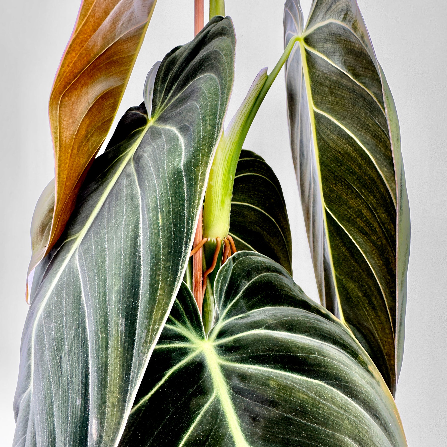 Nahaufnahme des Philodendron melanochrysum mit mehreren überlappenden Blättern, samtiger Oberfläche und markanten hellen Blattadern – das Bild zeigt die lebendige Textur und den typischen Farbverlauf von Bronze bis Tiefgrün vor neutralem Hintergrund.