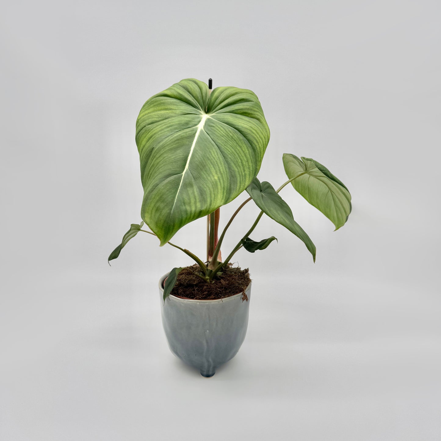 Philodendron pastazanum