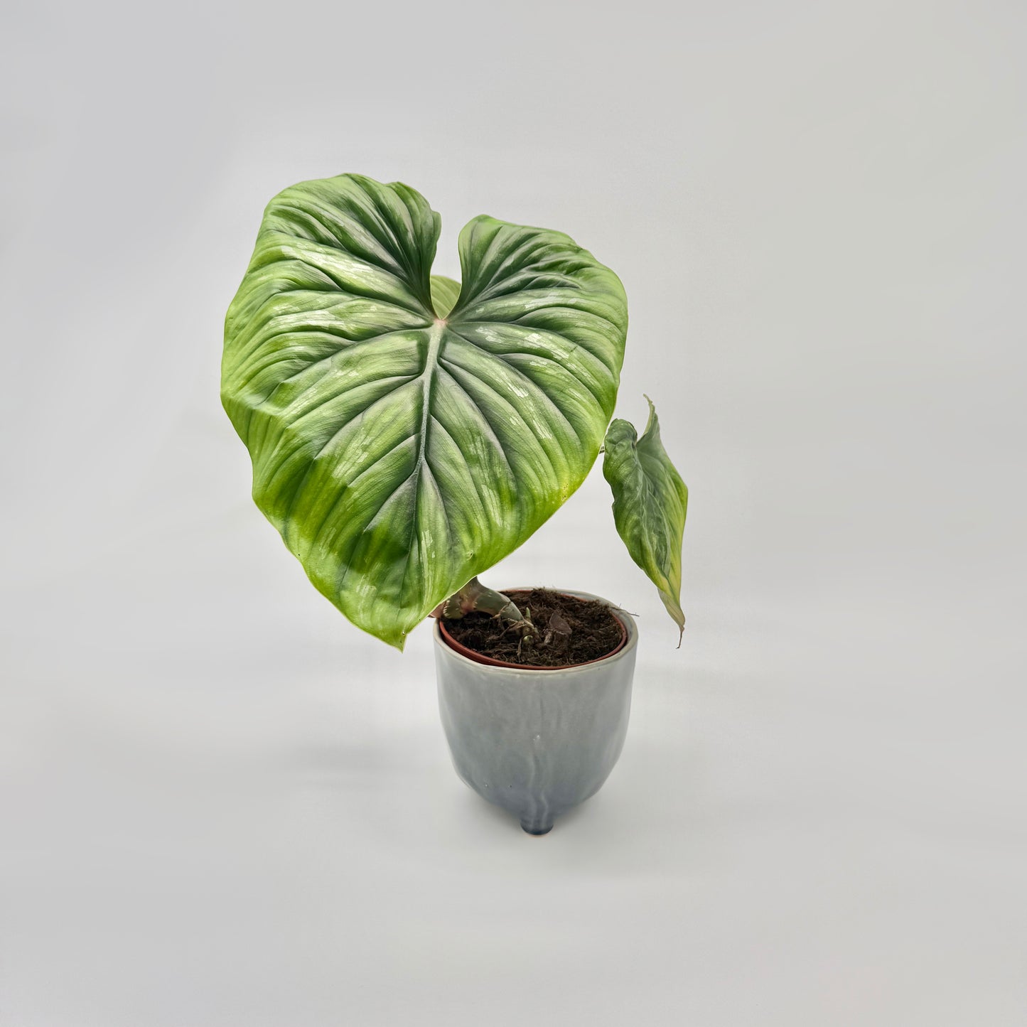 Philodendron plowmanii