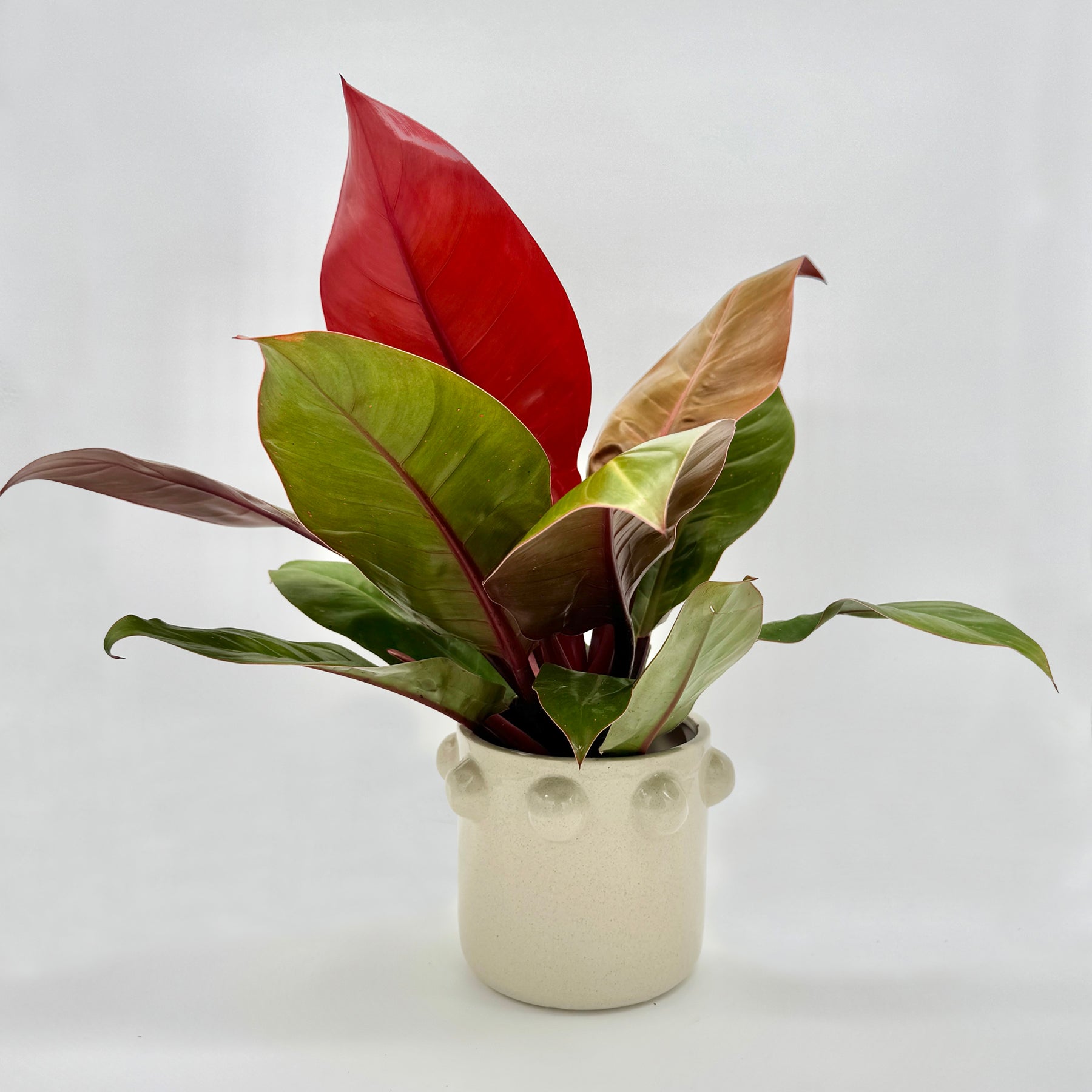 Philodendron Prince of Orange in cremeweißem Struktur-Topf mit kugelförmigen Akzenten, kräftige Blätter in Orange-, Grün- und Kupfertönen vor hellem Hintergrund – dekorative Zimmerpflanze und Sammlerstück von Berlinplant.