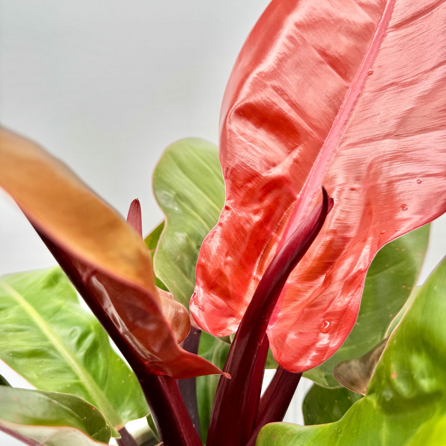 Detailaufnahme des Philodendron Prince of Orange mit kräftig orangefarbenen, glänzenden Blättern und dunkelroten Blattstielen, umgeben von frischem hellgrünem Laub – auffällige, tropische Rarität von Berlinplant.