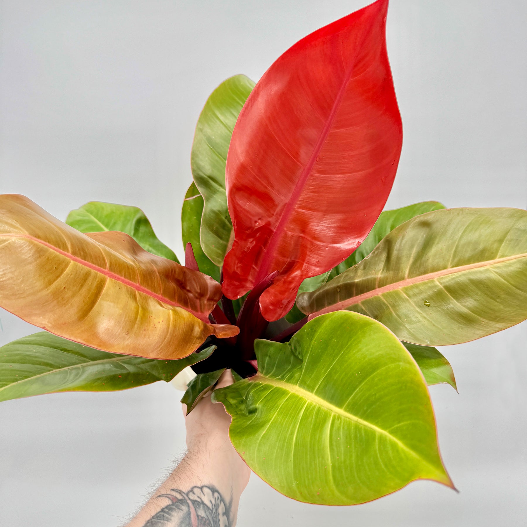 Philodendron Prince of Orange von oben fotografiert, mit strahlenden Blättern in leuchtendem Orange, Gelbgrün und Bronze, gehalten in einer Hand mit Tattoo – außergewöhnliche Zierpflanze und Highlight aus dem Berlinplant-Shop.