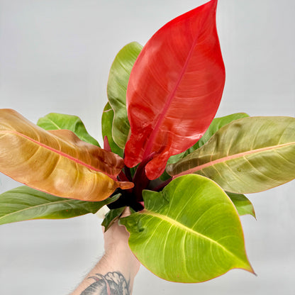 Philodendron Prince of Orange von oben fotografiert, mit strahlenden Blättern in leuchtendem Orange, Gelbgrün und Bronze, gehalten in einer Hand mit Tattoo – außergewöhnliche Zierpflanze und Highlight aus dem Berlinplant-Shop.