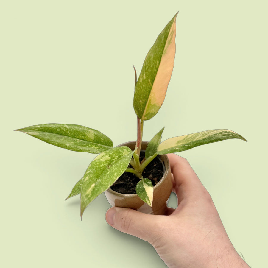 Philodendron Ring of Fire im braunen Keramiktopf, von einer Hand gehalten, vor hellgrünem Hintergrund: schmale grüne Blätter mit cremefarbenen Sprenkeln, ein Blatt zur Hälfte apricotfarben