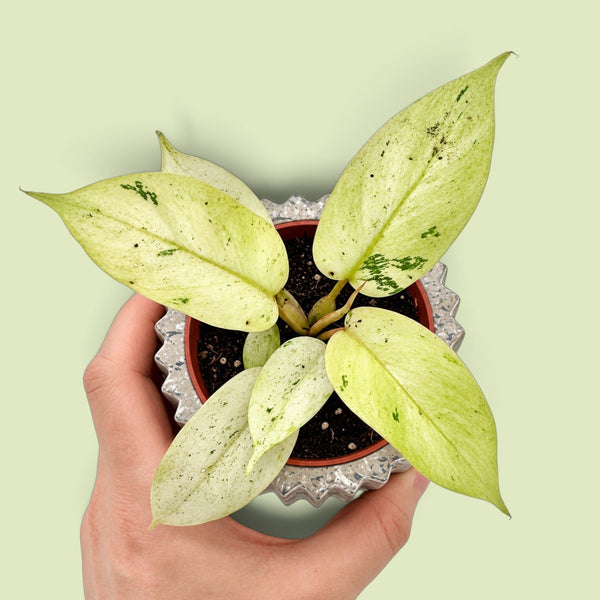 Philodendron Snowdrift von oben in einer Hand: längliche cremeweiße bis gelbgrüne Blätter mit grünen Sprenkeln und Flecken, im Terrazzo-Übertopf vor hellgrünem Hintergrund