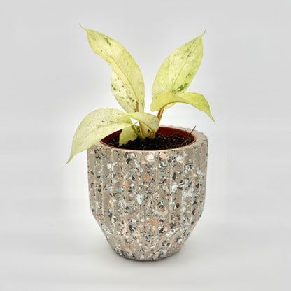 Philodendron Snowdrift mit cremeweißen, leicht grün gesprenkelten Blättern in einem runden Topf mit Terrazzo-Optik, vor hellem Hintergrund fotografiert – die samtigen Blätter wirken elegant und zart, ideal präsentiert für Liebhaber seltener Philodendron-Varietäten.
