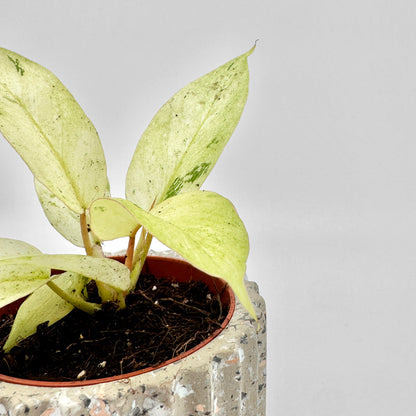 Detailaufnahme eines Philodendron Snowdrift mit hellgelben bis cremefarbenen Blättern, zart grün marmoriert, im strukturierten Topf vor neutralem Hintergrund – die feine Maserung und Blatttextur stehen im Fokus der Aufnahme.