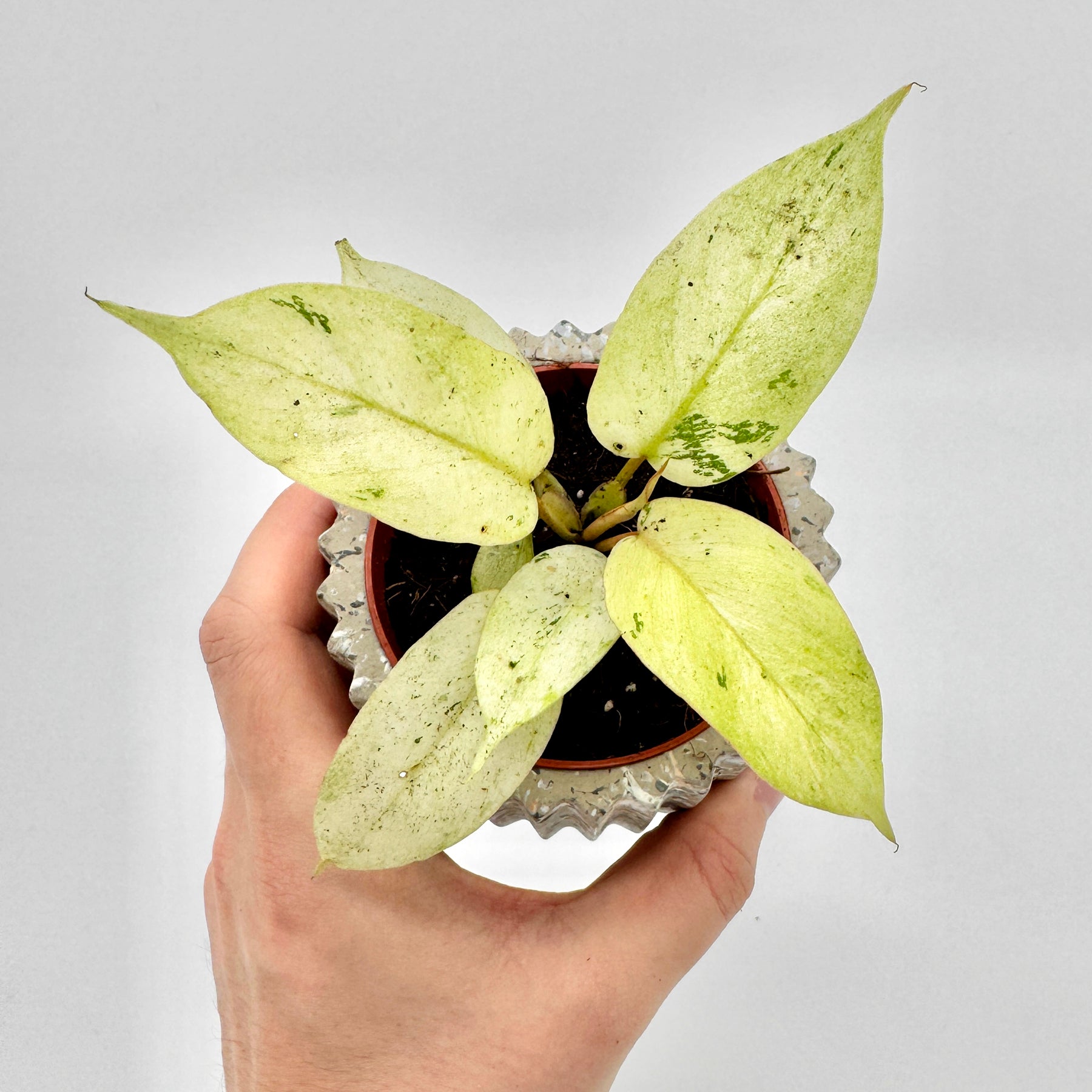 Von oben fotografierter Philodendron Snowdrift mit fünf großen, blassgrünen bis cremeweißen Blättern in einer Hand gehalten, der runde Topf und die Blattstruktur klar erkennbar – ideale Darstellung für Pflanzenliebhaber und Sammler.