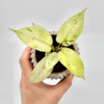 Von oben fotografierter Philodendron Snowdrift mit fünf großen, blassgrünen bis cremeweißen Blättern in einer Hand gehalten, der runde Topf und die Blattstruktur klar erkennbar – ideale Darstellung für Pflanzenliebhaber und Sammler.