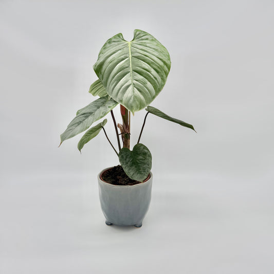 Philodendron sodiroi