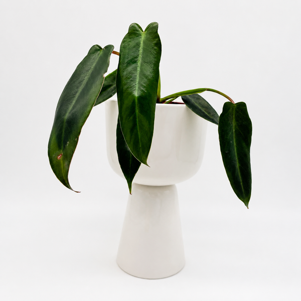 Philodendron spiritus sancti