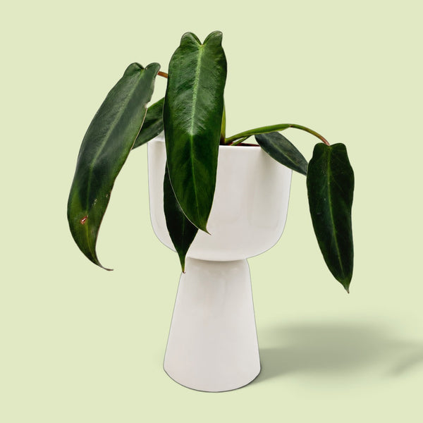 Philodendron spiritus-sancti in einem weißen Topf auf hohem Fuß vor hellgrünem Hintergrund: schmale, dunkelgrüne Blätter mit zwei kurzen Lappen am Blattgrund hängen über den Topfrand