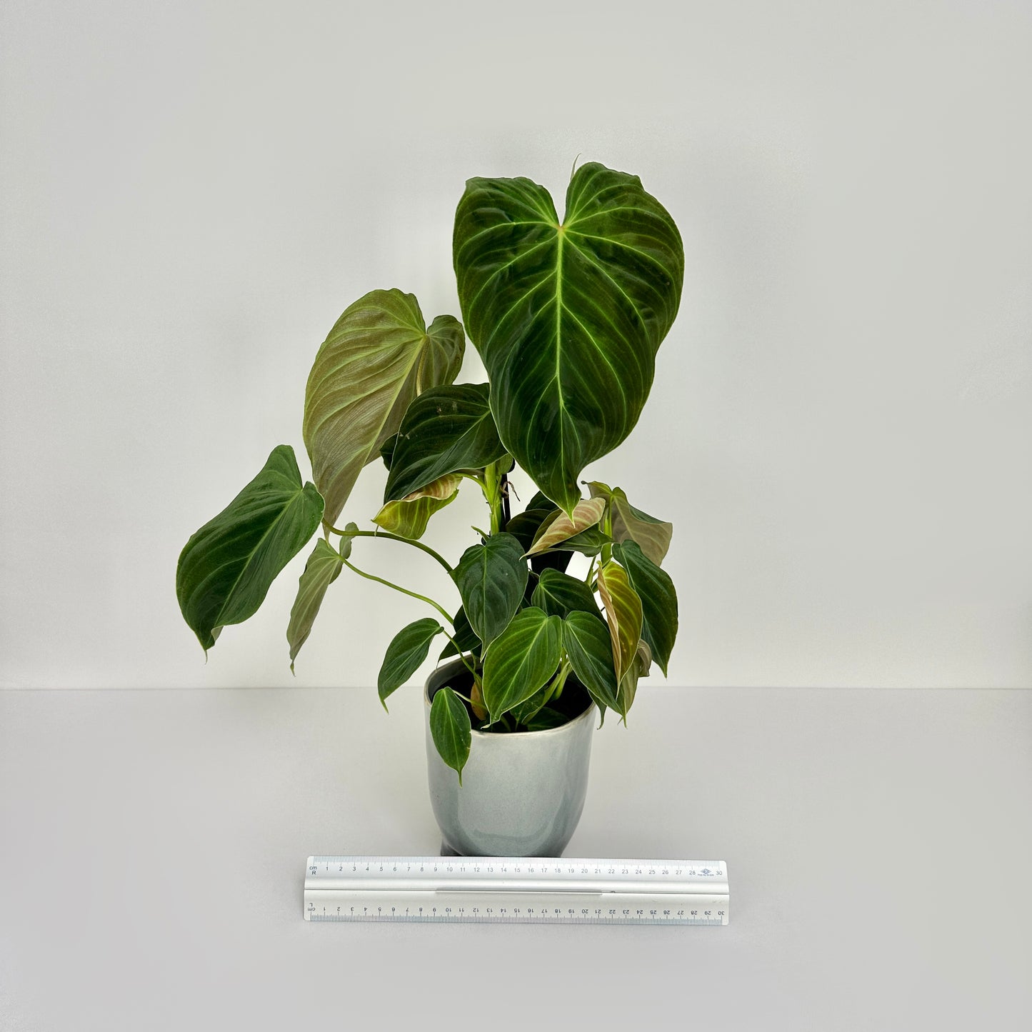 Philodendron Splendid