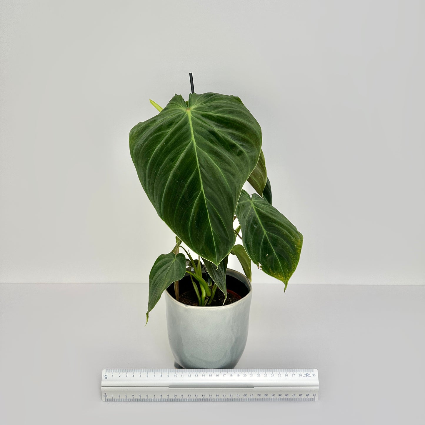 Philodendron Splendid