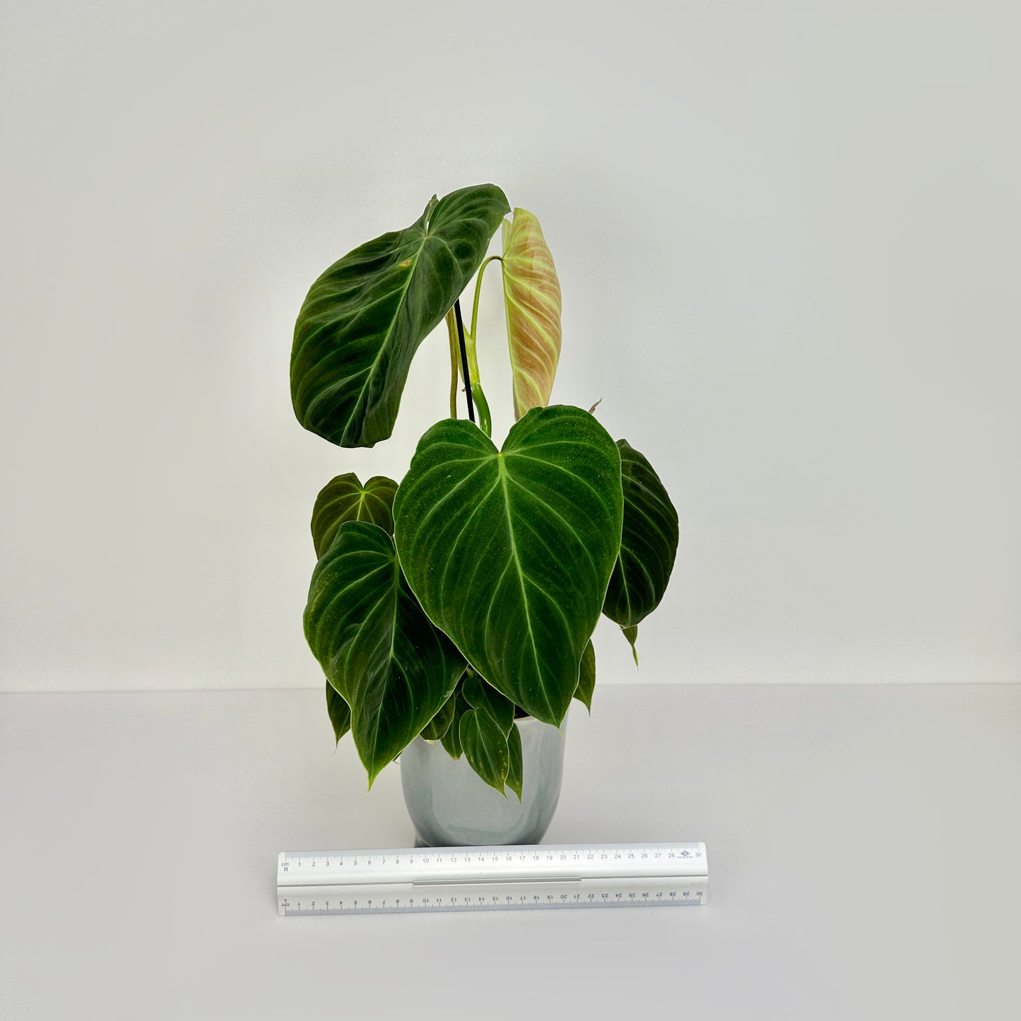 Philodendron Splendid