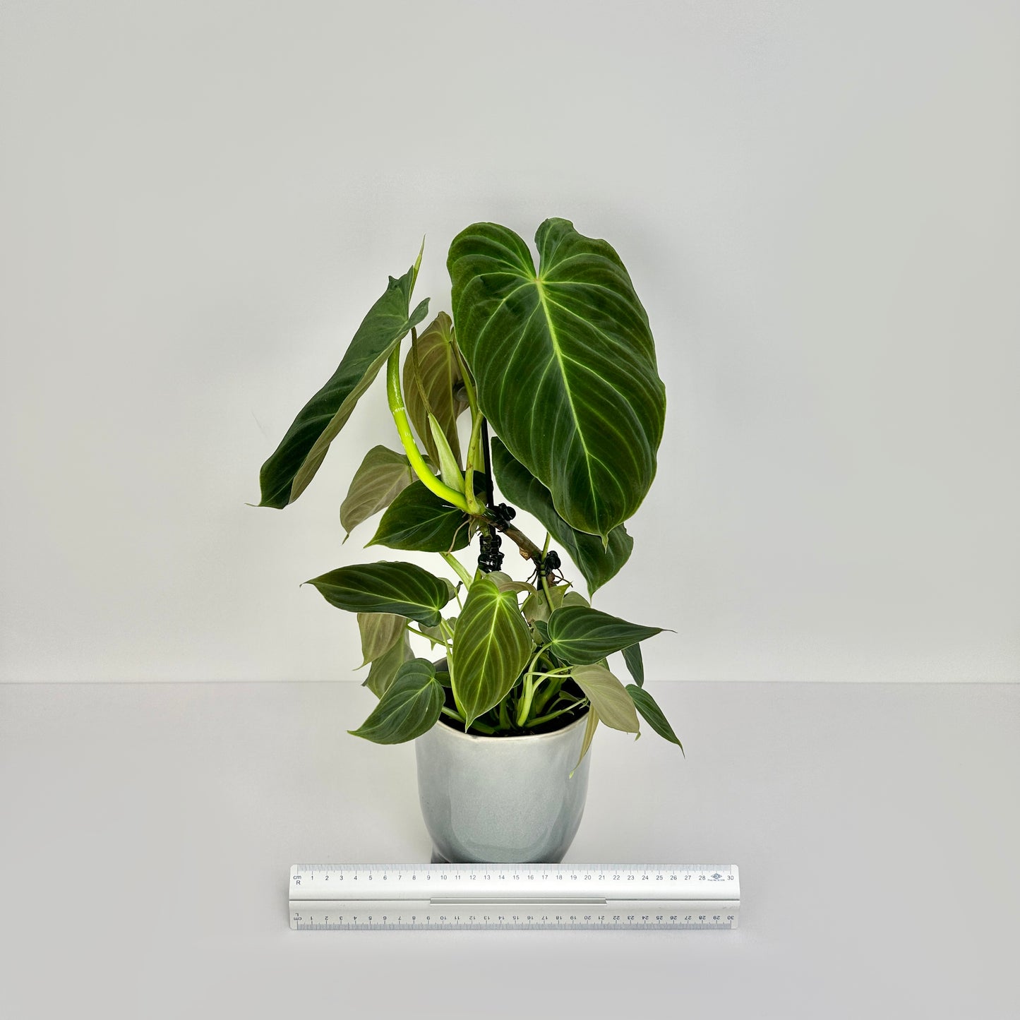 Philodendron Splendid