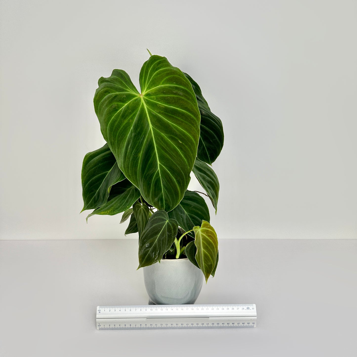 Philodendron Splendid