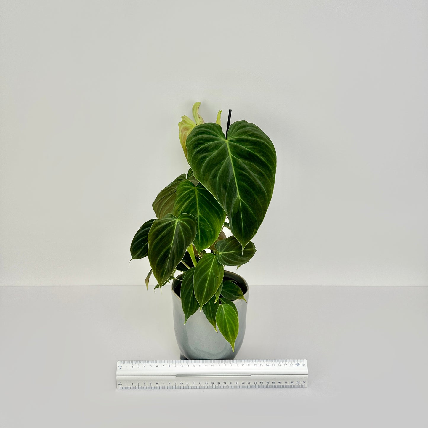 Philodendron Splendid