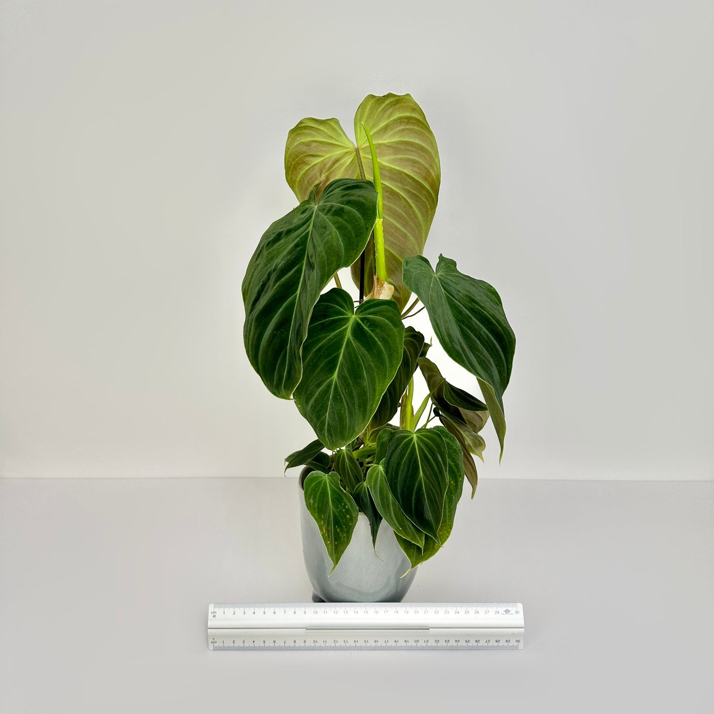 Philodendron Splendid