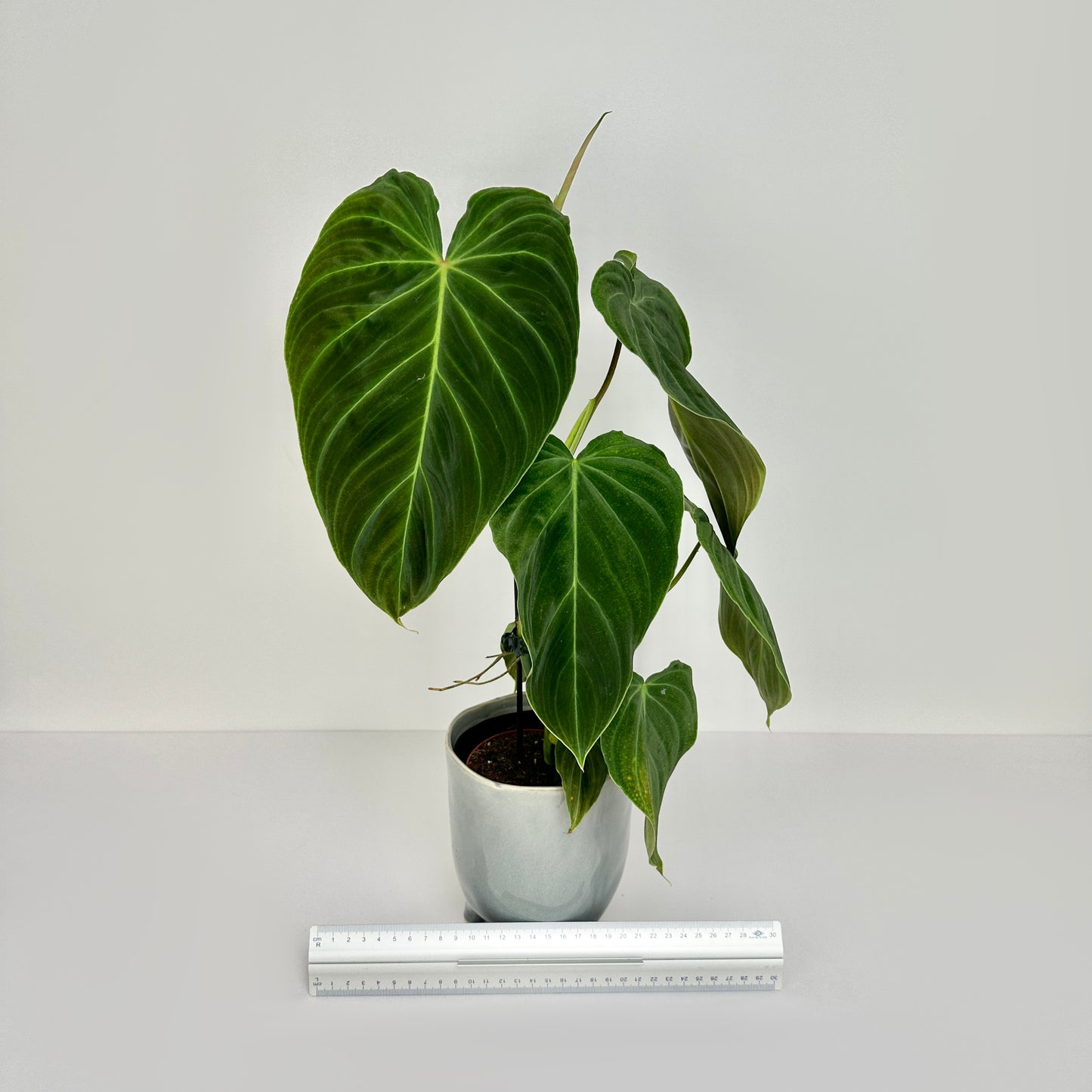 Philodendron Splendid