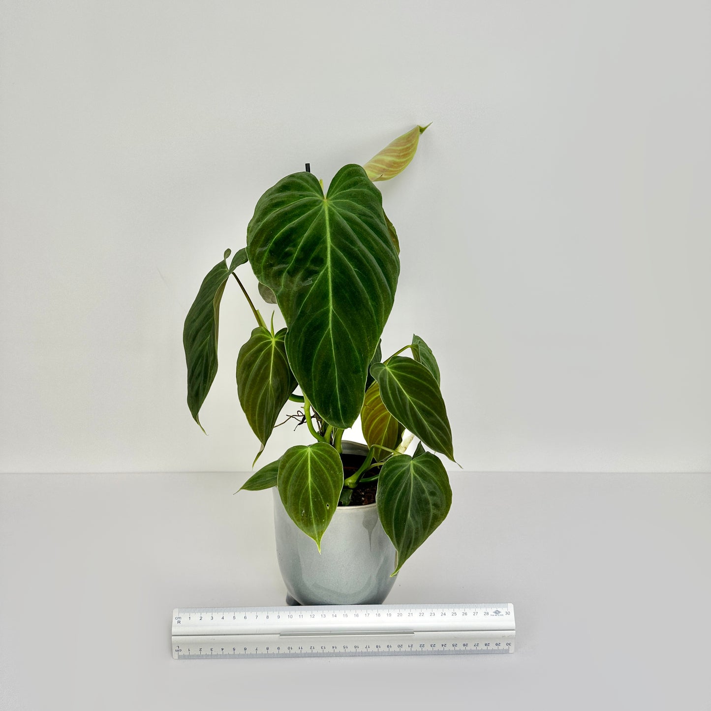 Philodendron Splendid