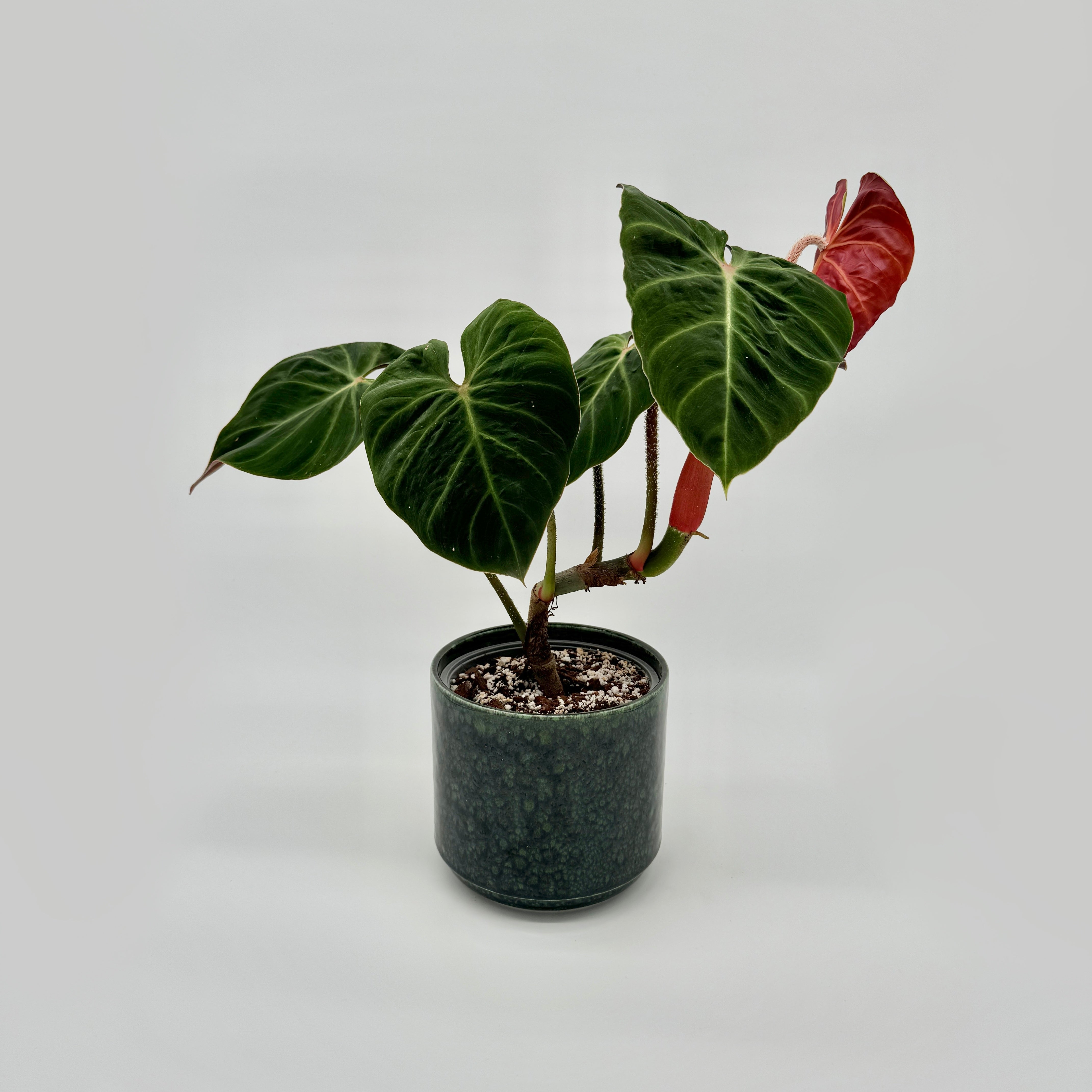 Philodendron verrucosum Amazon Sunset – Berlinplant