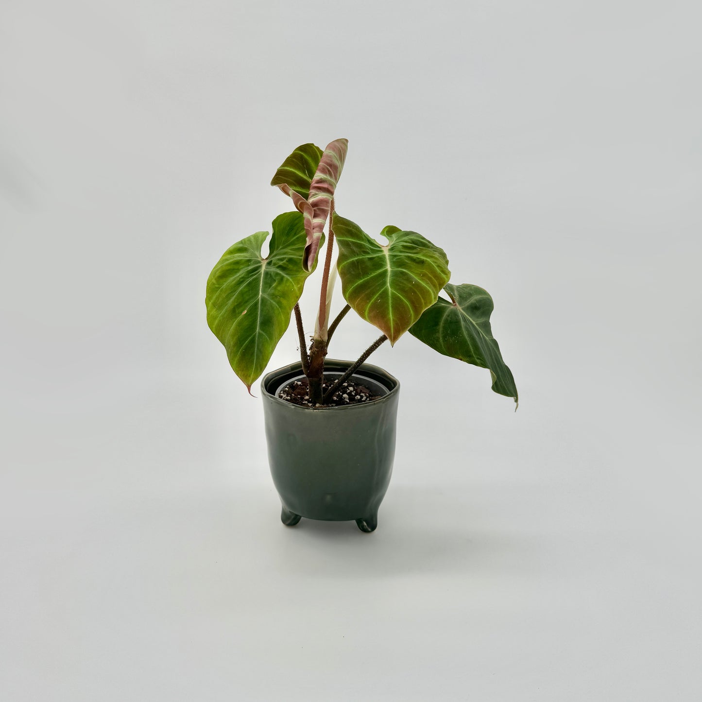 Philodendron verrucosum Amazon Sunset